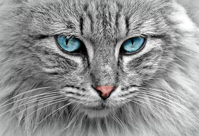Close-up do rosto de um gato cinza com penetrantes olhos azuis.