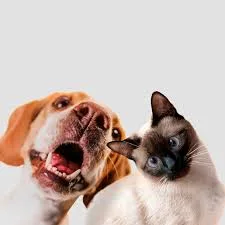 Cachorro com expressão engraçada ao lado de um gato siamês curioso.